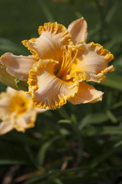 百合の花の眺め — ストック写真