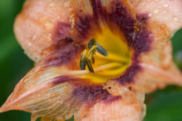 百合の花の眺め — ストック写真
