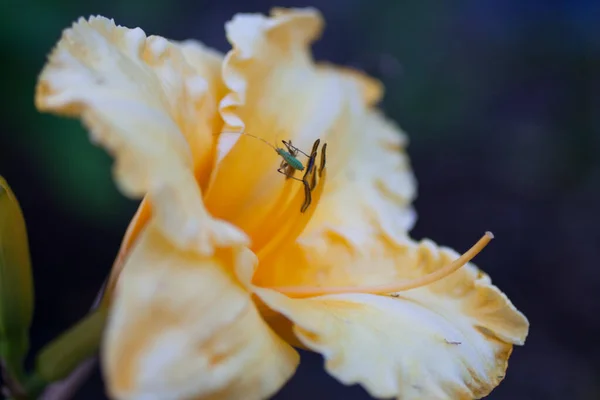 Pemandangan Bunga Daylily — Stok Foto