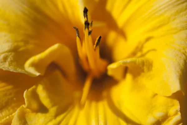 Une Vue Des Fleurs Lys — Photo