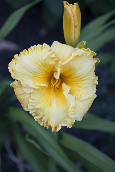 Pemandangan Bunga Daylily — Stok Foto