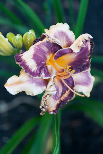 百合の花の眺め — ストック写真