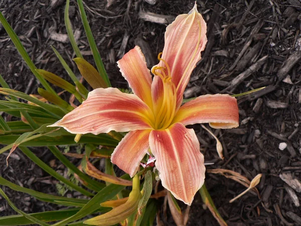 Uma Vista Das Flores Daylily — Fotografia de Stock