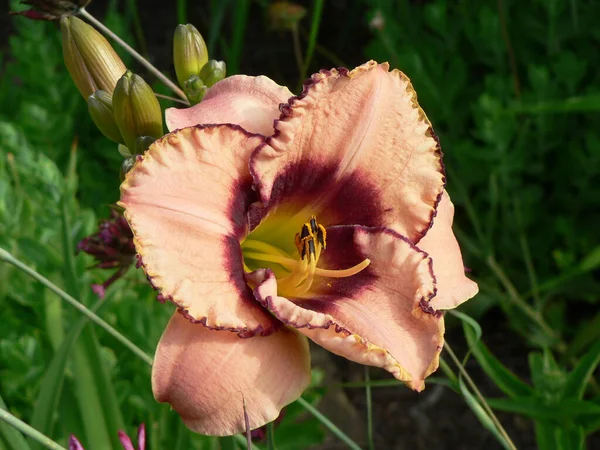 百合の花の眺め — ストック写真