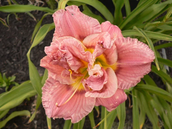 百合の花の眺め — ストック写真