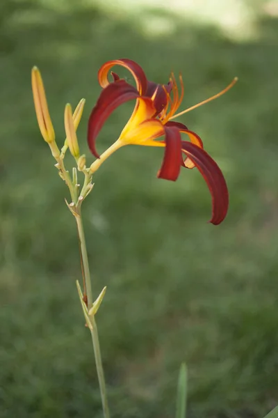 百合の花の眺め — ストック写真