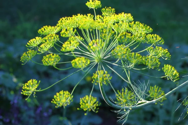 Blüten Einer Dill Pflanze — Stockfoto