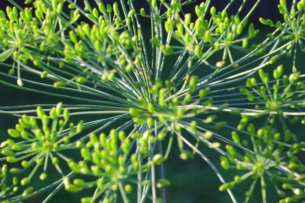 ディルの植物の花 — ストック写真