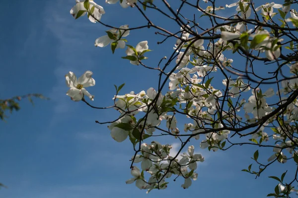 Kwiaty Drzewa Dogwood — Zdjęcie stockowe