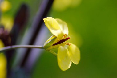 Bahçede Çiçekli Brokoli