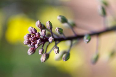 Bahçede Çiçekli Brokoli