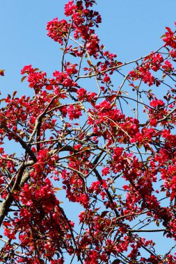 Baharda açmakta olan yaban elması ağacı.