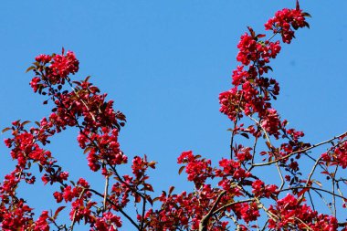 Baharda açmakta olan yaban elması ağacı.
