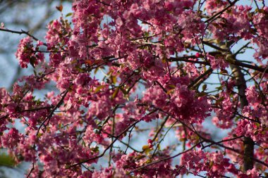 Baharda açmakta olan yaban elması ağacı.