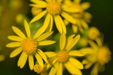 Altın Aster Çiçekleri Manzarası