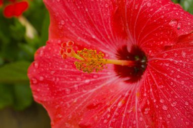 Üzerinde su boncukları olan Hibiscus çiçeği.