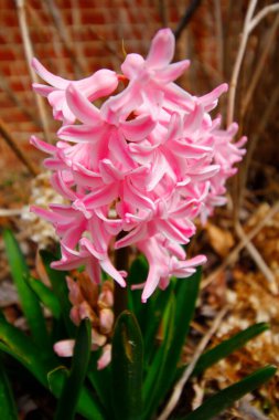 Bahçedeki Hyacinth çiçeklerinin manzarası