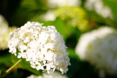 Bahçedeki Ortanca Çiçekleri Manzarası