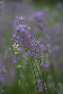 Bir grup Lavanta Çiçeği Bahçede