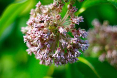 Bahçedeki İpek Yosunu Bitkilerinin Görünümü