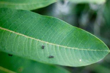 Bahçedeki İpek Yosunu Bitkilerinin Görünümü