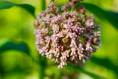 Bahçedeki İpek Yosunu Bitkilerinin Görünümü