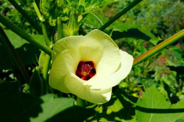 Bahçedeki Bamya Çiçeği