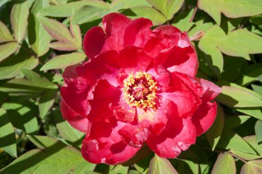 Bahçedeki Şakayık Çiçekleri Manzarası