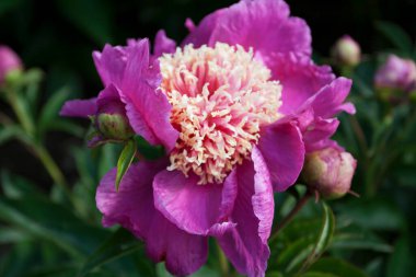 Bahçedeki Şakayık Çiçekleri Manzarası