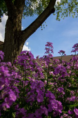 Lavanta ve Beyaz Phlox Çiçekleri
