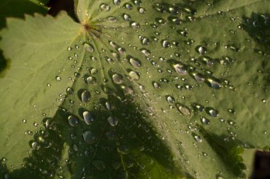 Sabah Damlacıkları ile Bitkiler