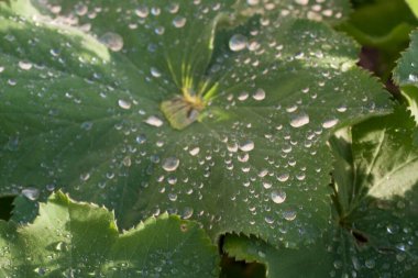 Sabah Damlacıkları ile Bitkiler