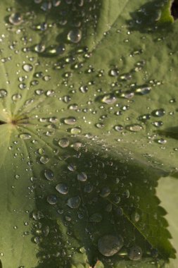 Sabah Damlacıkları ile Bitkiler