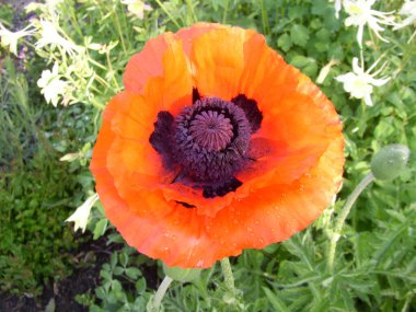 Bir gelincik çiçeğinin yakın plan görüntüsü