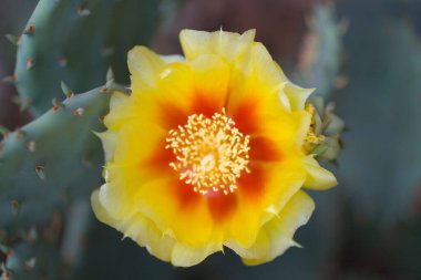 Dikenli Armut Kaktüs Çiçekleri Manzarası