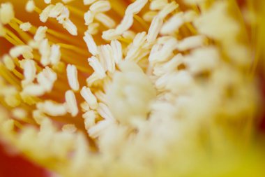 Dikenli Armut Kaktüs Çiçekleri Manzarası