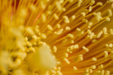 Dikenli Armut Kaktüs Çiçekleri Manzarası