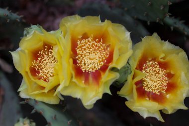 Dikenli Armut Kaktüs Çiçekleri Manzarası