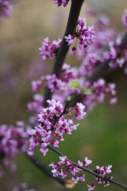 Kırmızı tomurcuk ağacı çiçekleri