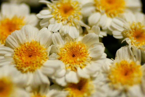 Een Cluster Van Koortsige Bloemen — Stockfoto