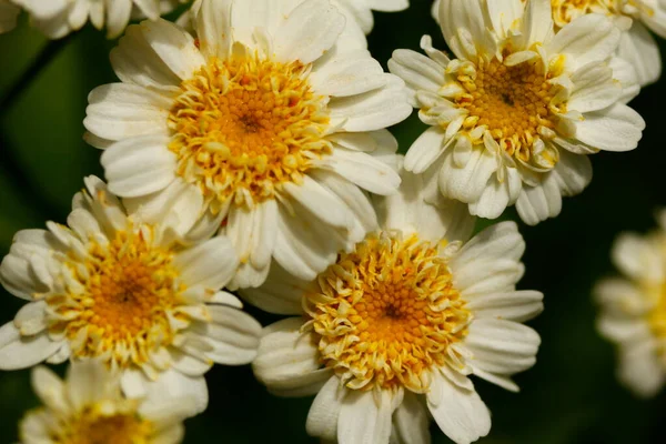 Racimo Flores Matricaria —  Fotos de Stock
