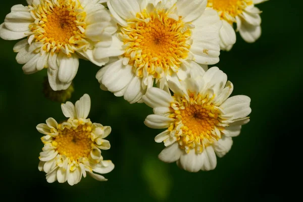 Gromada Gorących Kwiatów — Zdjęcie stockowe