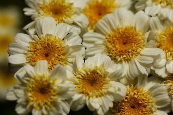 Gromada Gorących Kwiatów — Zdjęcie stockowe