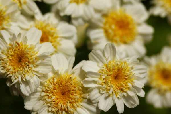 Een Cluster Van Koortsige Bloemen — Stockfoto