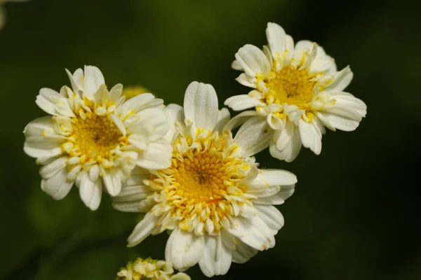 Een Cluster Van Koortsige Bloemen — Stockfoto