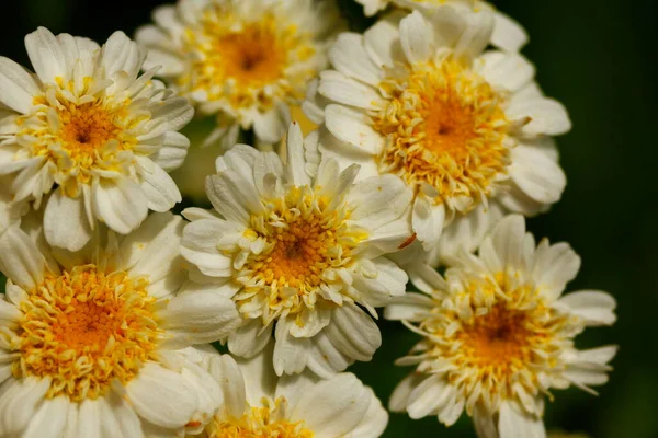 Een Cluster Van Koortsige Bloemen — Stockfoto