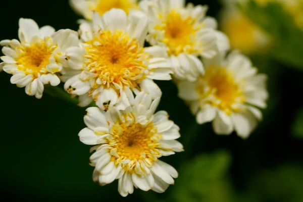 Cluster Feverfew Flowers — Stock Photo, Image