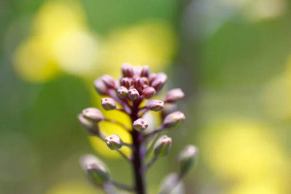 庭の開花ブロッコリー — ストック写真