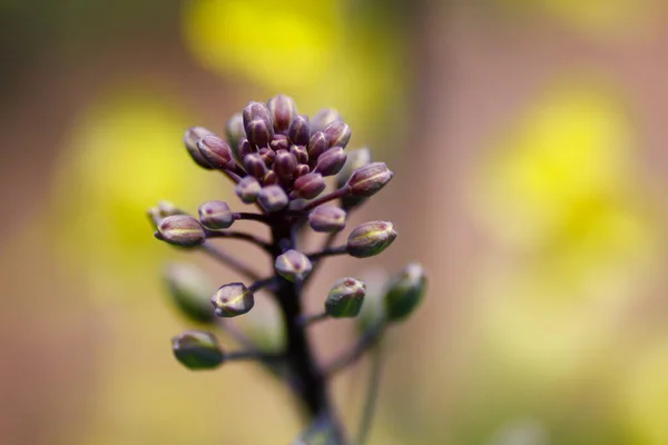 Brocoli Fleurs Dans Jardin — Photo