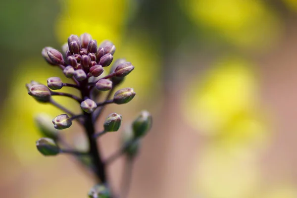 庭の開花ブロッコリー — ストック写真